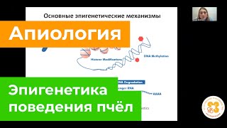 Эпигенетика поведения пчёл