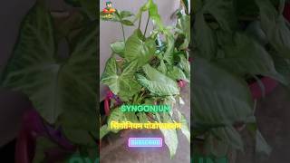 Syngonium Plant || Indoor plants || How to propagate syngonium plant #shorts #viral