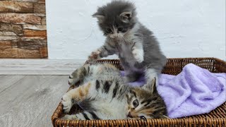 These Super Cute Kittens Playing Together Will Melt Your Heart!