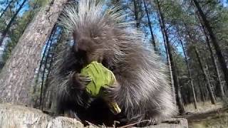 Animals eating cookies