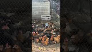 Calon indukan ideal #ayamkampung #ayampetelur #chicken #ayampetelurindonesia #chickencoop