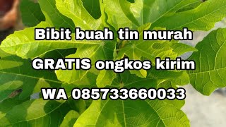 Beli bibit tin online murah terpercaya gratis ongkos kirim WA 085733660033