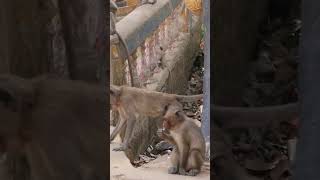 Monkey video  Prank monkey #funny #monkey #monkeyvideo #animals #funnyanimal #monkeyshow #animals