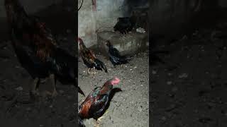 mengintip ayam bangkok lagi tidur di pagi hari