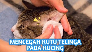 MENCEGAH KUTU TELINGA KUCING (EARMITES) | CARA MEMBERSIHKAN TELINGA KUCING