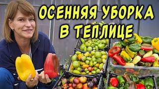 Не забудьте сделать это в теплице! Уборка урожая и осенние обработки