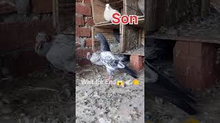 teddy kabutar😲🕊👈 Father or son ll magical pigeon short video ll#pigeon #magical #viral #shortvideo