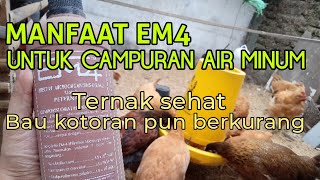 CARA MENGGUNAKAN EM4 PETERNAKAN UNTUK MINUM AYAM