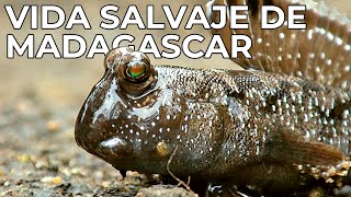 El Mundo Salvaje: La Vida Silvestre de Madagascar | Free Documentary Nature -  Español