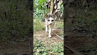 Kucing lucu di pekarangan #shorts #kucing #kucingabuabuyanglucu