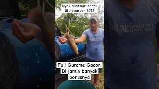 Mancing Gurame Gacor/umpan gacor #pemancingangeri #pemancingangurame #mancinggurame #fishing #fyp