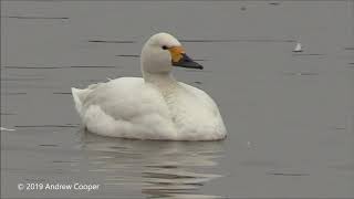 Bewick's Swans (Cygnus columbianus)