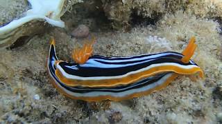 Четырехцветный Хромодорис (Chromodoris quadricolor) 1