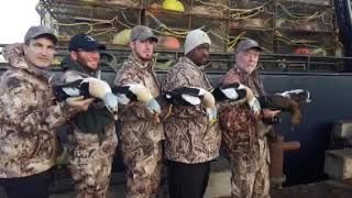 King Eider Hunt