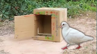 Creative Pigeon Trap Using Cardboard Box - Easy Simple Pigeon Trap