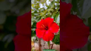 #flowers #nature #ytshorts #hibiscus