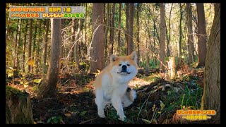 秋田犬と森をお散歩　いつもの散歩道　【秋田犬Vlog】　　　　　　　　　　　               　　　　　　　　　　　　　　　　　　　　　　　　　      2021/11/06　毘沙門１歳