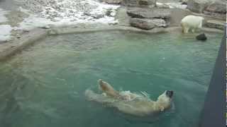 Polar Bear Swimming at Toronto Zoo March 2013