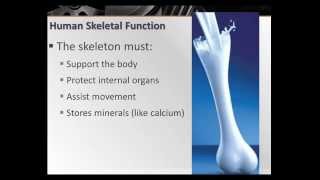 Target C5.3: Skeletal System