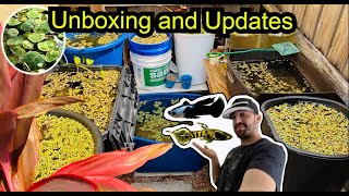 Backyard Guppy Farm - Endler Guppy Cross Update / Aquatic Plant Unboxing