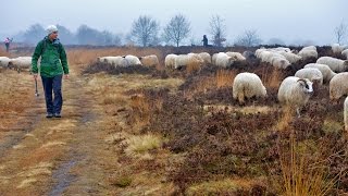 Northern Holland - Hiking between Exloo & Odoorn [Dec. 10, 2016]