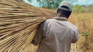 Building a leopard blind in the African bush, Tanzania.