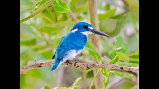 CERULEAN KINGFISHER (Bali)