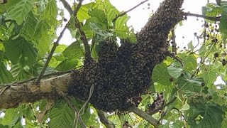 I Show You How To Catch Swarming Bee Colony