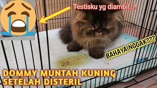 BEGINI KUCING JANTAN BARU SADAR PASCA STERIL DAN PERAWATANNYA