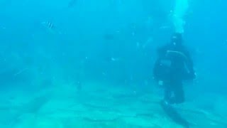 Diving with Sharks pt. 1 in Fiji