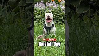 Амстафф Бой о породе #amstaff #dog #амстафф #собака #компаньон #тренировка #качалка