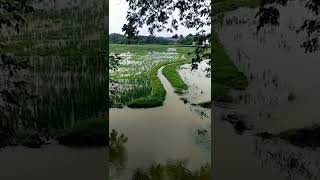 Kerala india paddy field view in monsoon season