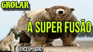 O PODER DO URSO GROLAR | OmvHouse