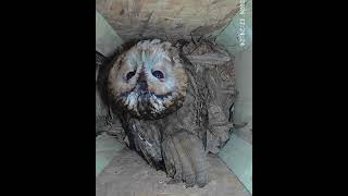 Tawny Owl Nest Box Footage! #tawnyowl #owlsnesting #owlhouse