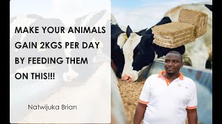 CHEAP AND HIGH QUALITY FEEDS FOR YOUR ANIMALS ll Natwijuka Brian +256789491350