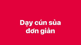 Dạy cún sủa đơn giản