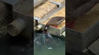 Duck Feeds The Fish