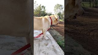 वफादार कुत्ता 🥰 Bruno the Labrador #shorts