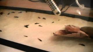 Corydoras black venezuela fry pt.7.mp4