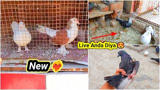 Naya Joda Lagaya Live Anda De diya ❤️‍🔥 #pets #vlog #harshpigeontips