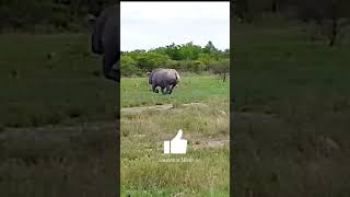 Running Rhino #shortsyoutube