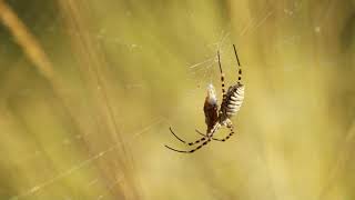 How do spiders create intricate webs? #amazingfacts  #didyouknow #funfacts #interestingfacts