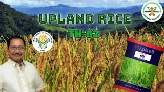 Part5 Irrigated Upland Rice Farming in the Philippines | fertigation technology | Happy Farmer