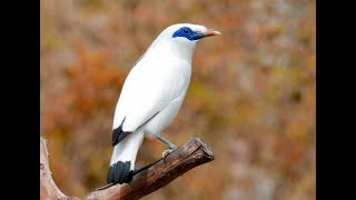 BALI MYNAH / BALI STARLING