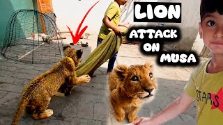 lion attack on musa 😍😳 new vlog of dawood sheron wala