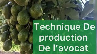 COMMENT OPTIMISER LA PRODUCTION DES AVOCATS GREFFÉS À BAFOU!!!!!