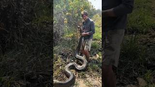 Looking for a 20 foot anaconda #snake#wildlife#animal#youtube#jungle#anaconda#viralvideo#educational