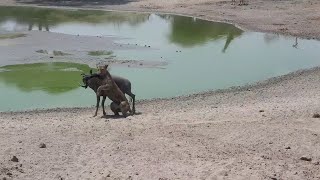 Lioness has wildebeest for lunch