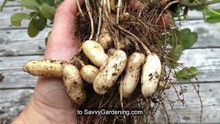 How to Grow Peanuts at Home