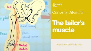 The longest muscle in the body a.k.a The tailor's muscle| Sartorius| Curiosity Bites #5